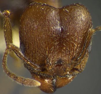 Media type: image;   Entomology 35184 Aspect: head frontal view